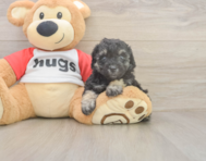 7 week old Poodle Puppy For Sale - Florida Fur Babies 7 week old Poodle Puppy For Sale - Florida Fur Babies
