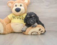 7 week old Poodle Puppy For Sale - Florida Fur Babies