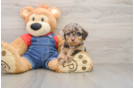 Best Poodle Baby