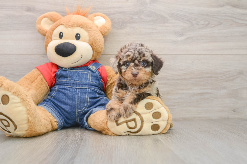 Best Poodle Baby