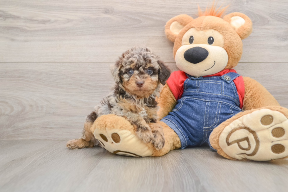 Best Poodle Baby