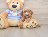 8 week old Poodle Puppy For Sale - Florida Fur Babies