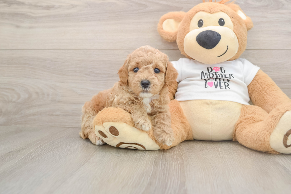 Playful Poodle Baby