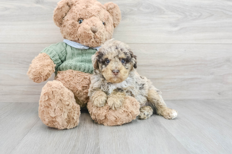8 week old Poodle Puppy For Sale - Florida Fur Babies