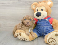 9 week old Poodle Puppy For Sale - Florida Fur Babies