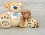 7 week old Poodle Puppy For Sale - Florida Fur Babies