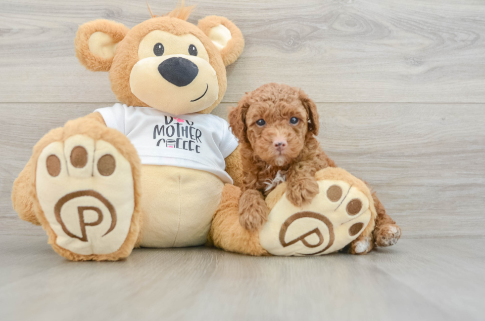 6 week old Poodle Puppy For Sale - Florida Fur Babies