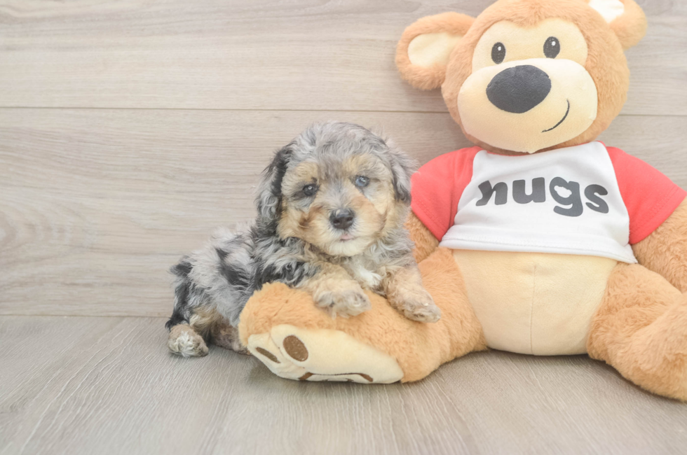 5 week old Poodle Puppy For Sale - Florida Fur Babies