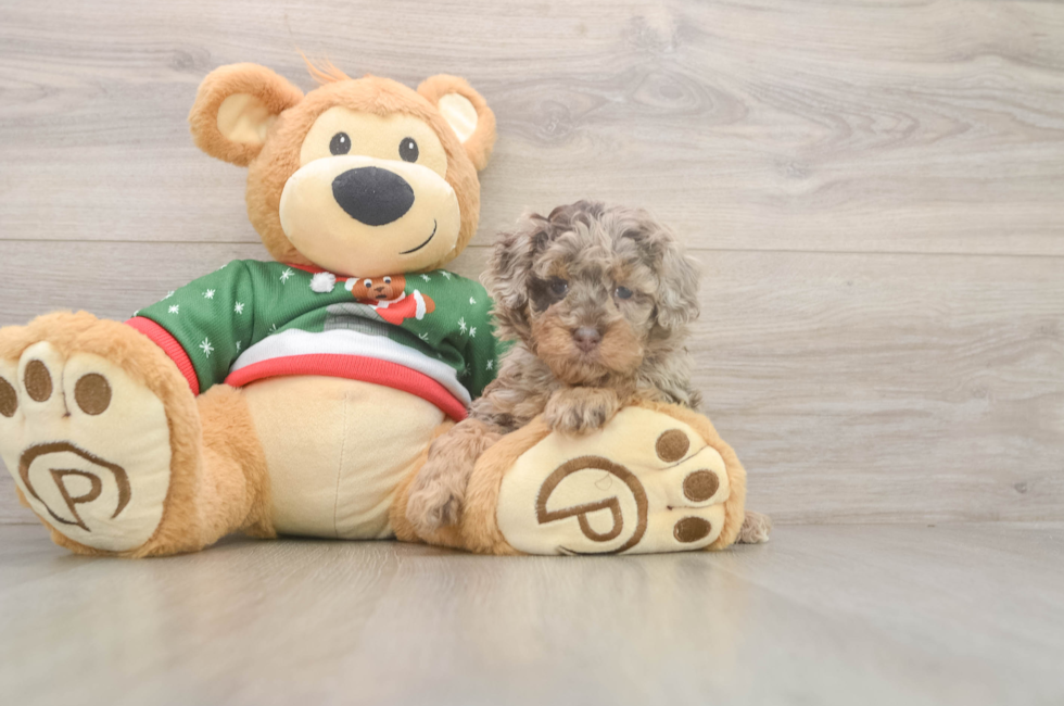 5 week old Poodle Puppy For Sale - Florida Fur Babies