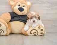 7 week old Poodle Puppy For Sale - Florida Fur Babies