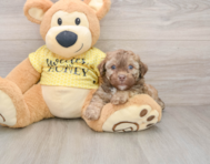 7 week old Poodle Puppy For Sale - Florida Fur Babies