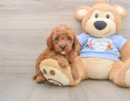 8 week old Poodle Puppy For Sale - Florida Fur Babies