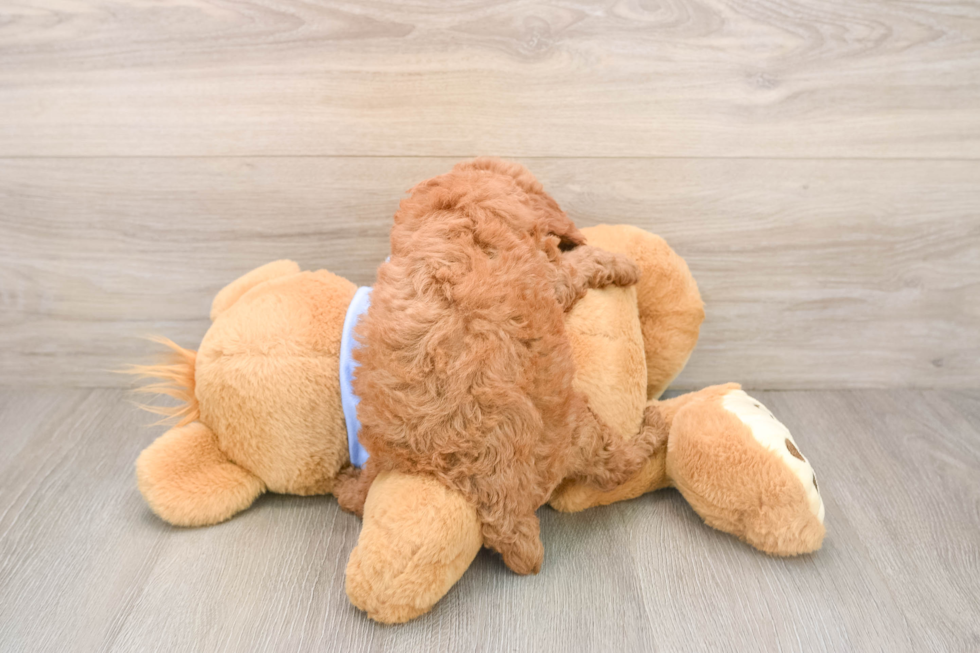 Poodle Puppy for Adoption