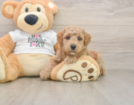 7 week old Poodle Puppy For Sale - Florida Fur Babies