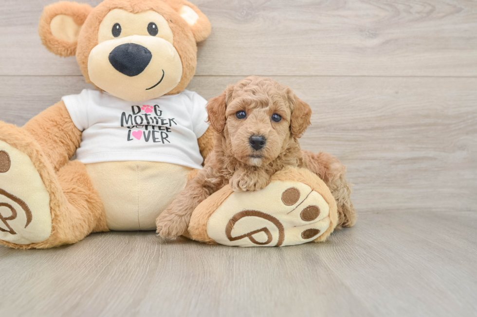 Small Poodle Purebred Pup