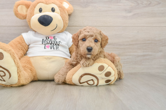 Small Poodle Purebred Pup