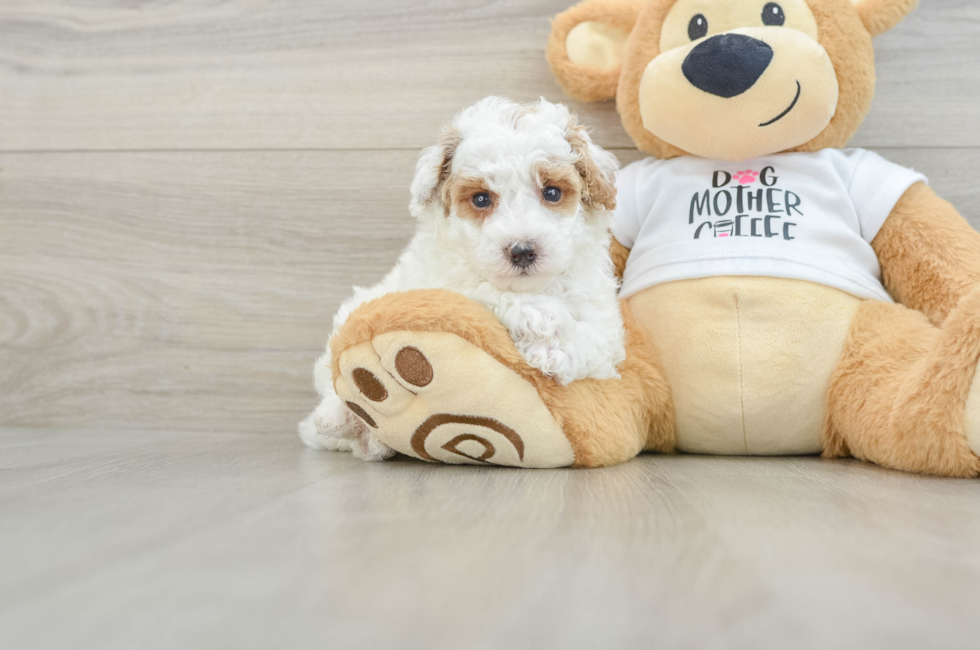 6 week old Poodle Puppy For Sale - Florida Fur Babies