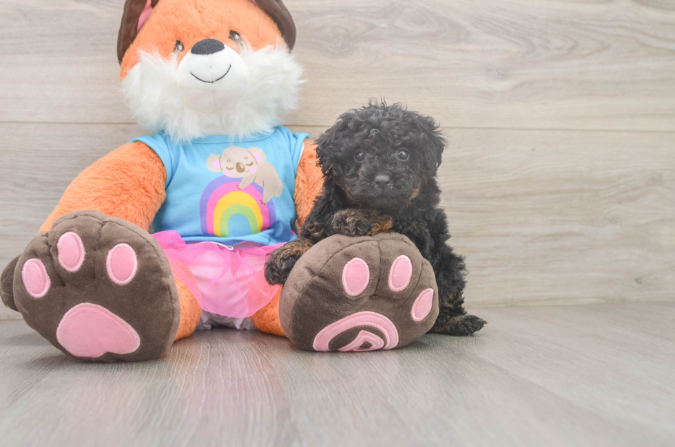 5 week old Poodle Puppy For Sale - Florida Fur Babies
