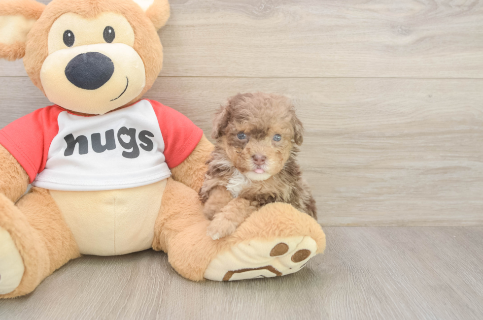 5 week old Poodle Puppy For Sale - Florida Fur Babies
