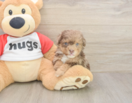 6 week old Poodle Puppy For Sale - Florida Fur Babies 6 week old Poodle Puppy For Sale - Florida Fur Babies