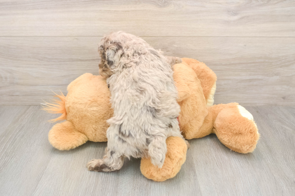 Akc Registered Poodle Purebred Pup