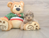 8 week old Poodle Puppy For Sale - Florida Fur Babies