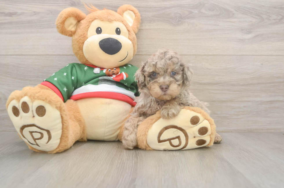 5 week old Poodle Puppy For Sale - Florida Fur Babies