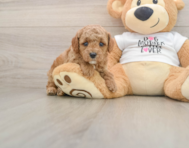 7 week old Poodle Puppy For Sale - Florida Fur Babies