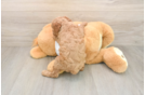 Poodle Puppy for Adoption