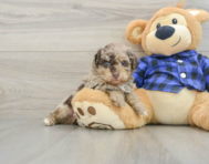 7 week old Poodle Puppy For Sale - Florida Fur Babies