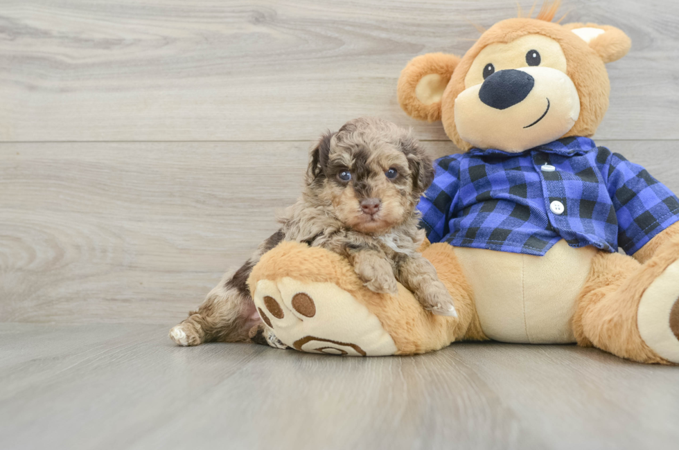 5 week old Poodle Puppy For Sale - Florida Fur Babies