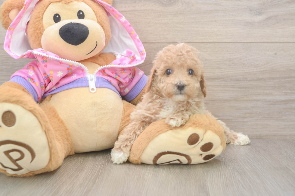 6 week old Poodle Puppy For Sale - Florida Fur Babies