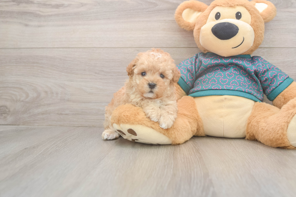 Small Poodle Purebred Pup