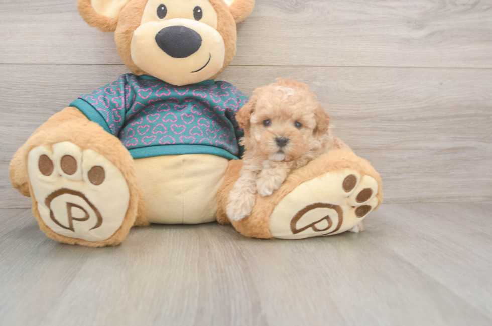 5 week old Poodle Puppy For Sale - Florida Fur Babies