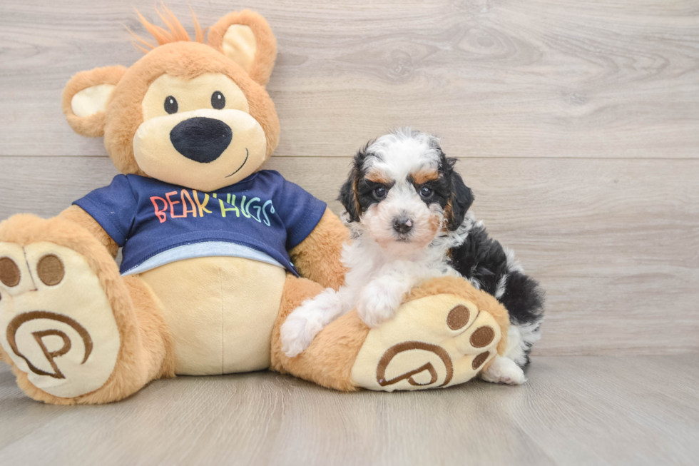 Poodle Pup Being Cute