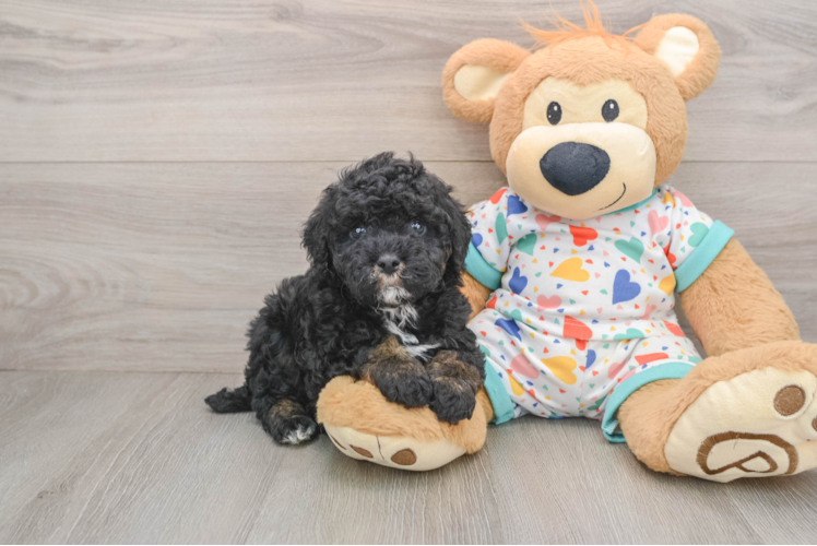 Fluffy Pooodle Purebred Puppy