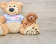 6 week old Poodle Puppy For Sale - Florida Fur Babies