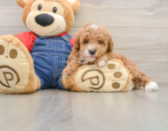 5 week old Poodle Puppy For Sale - Florida Fur Babies