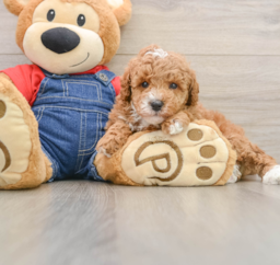 7 week old Poodle Puppy For Sale - Florida Fur Babies