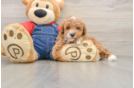 Poodle Puppy for Adoption
