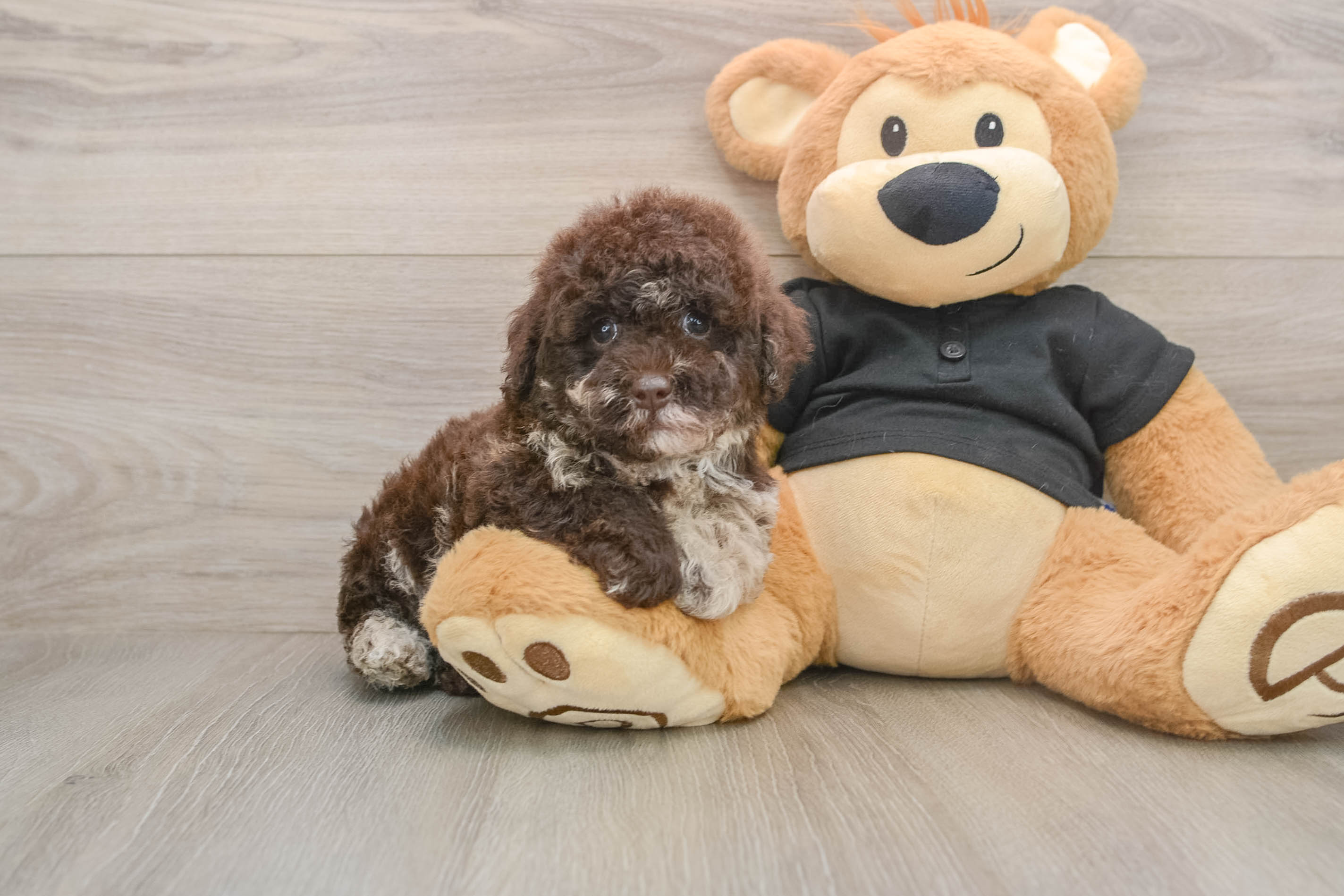 Poodle Puppy for Adoption