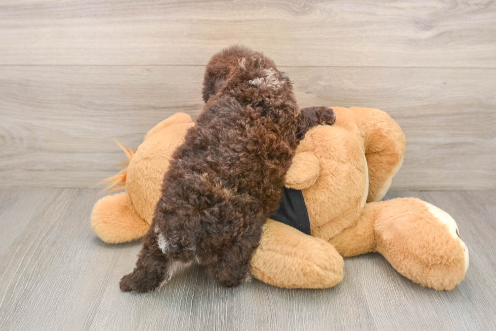 Best Poodle Baby