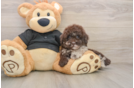 Best Poodle Baby