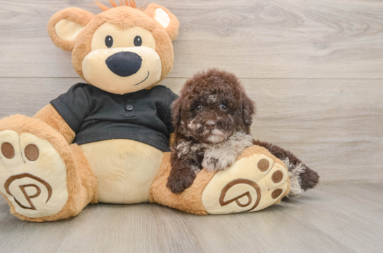 Poodle Puppy for Adoption