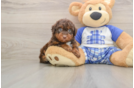 Poodle Pup Being Cute
