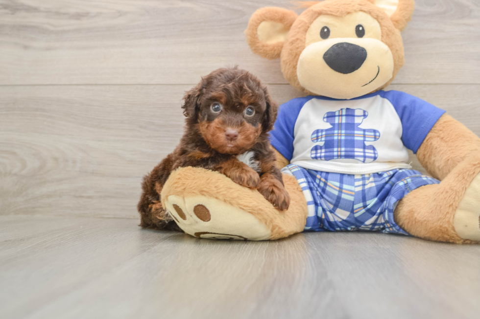 Poodle Pup Being Cute