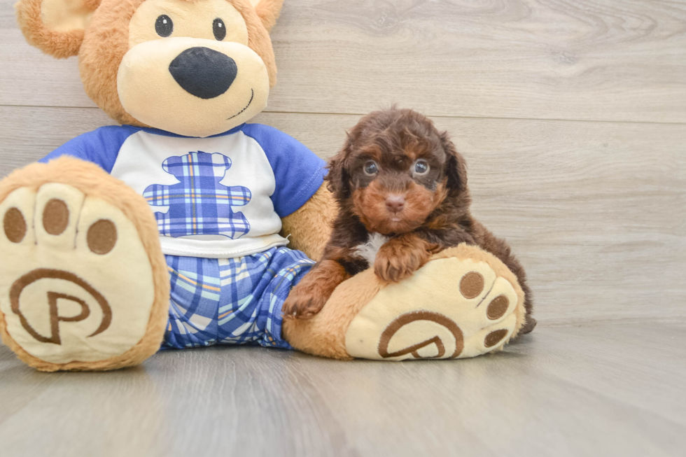 Poodle Pup Being Cute