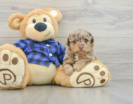8 week old Poodle Puppy For Sale - Florida Fur Babies