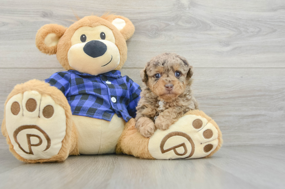 5 week old Poodle Puppy For Sale - Florida Fur Babies