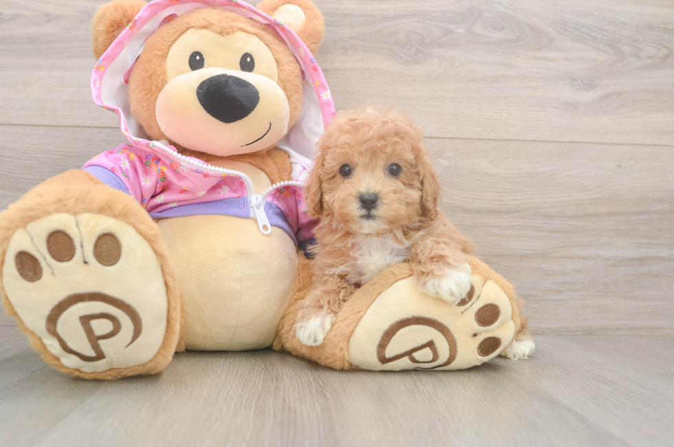 7 week old Poodle Puppy For Sale - Florida Fur Babies